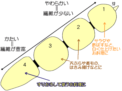 れんこん はあすちゃん のれんこん日記